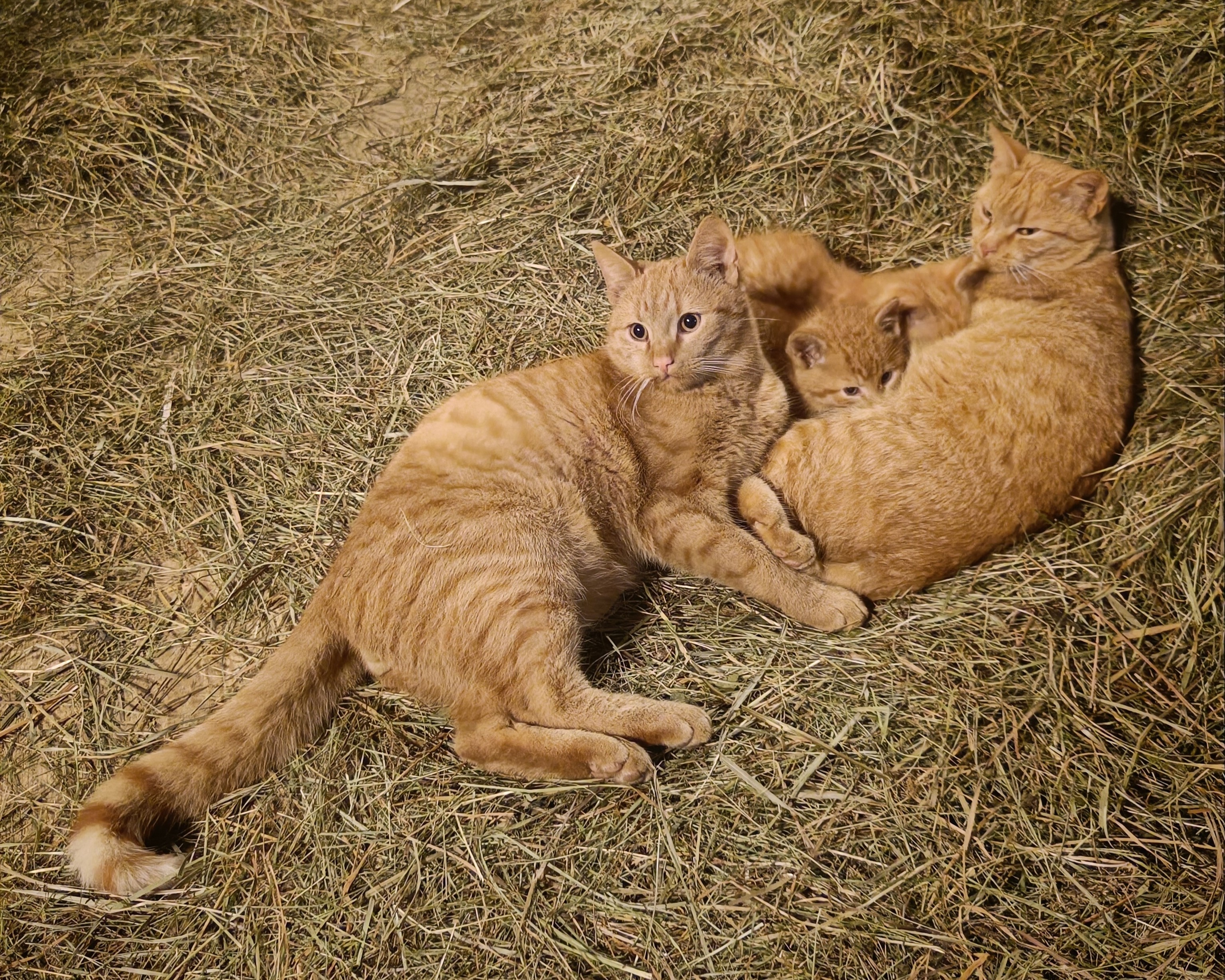 Katzen