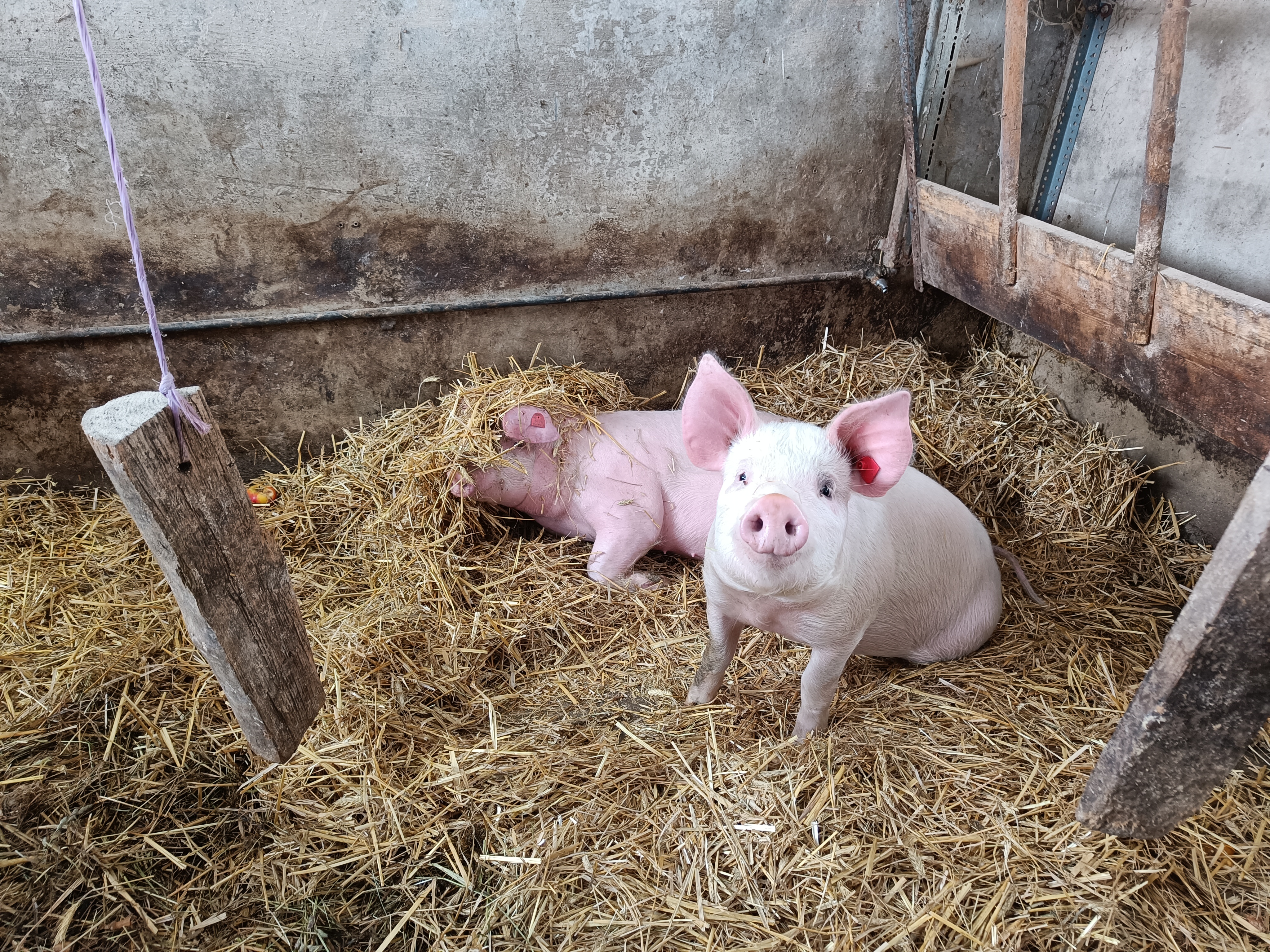 Schweine