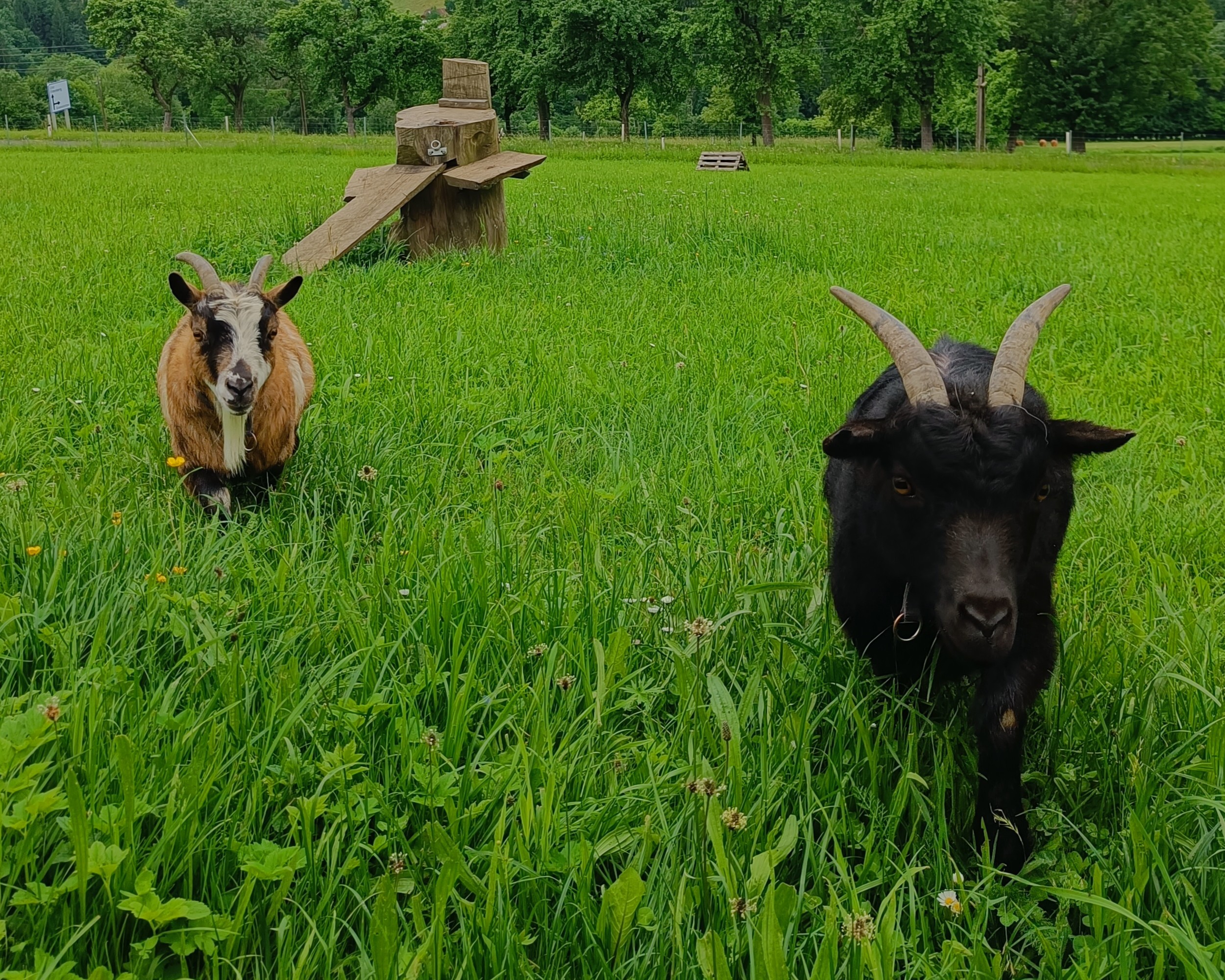 Zwergziegen Maggie und Bella